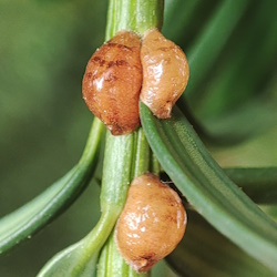 Parthenolecanium pomeranicum